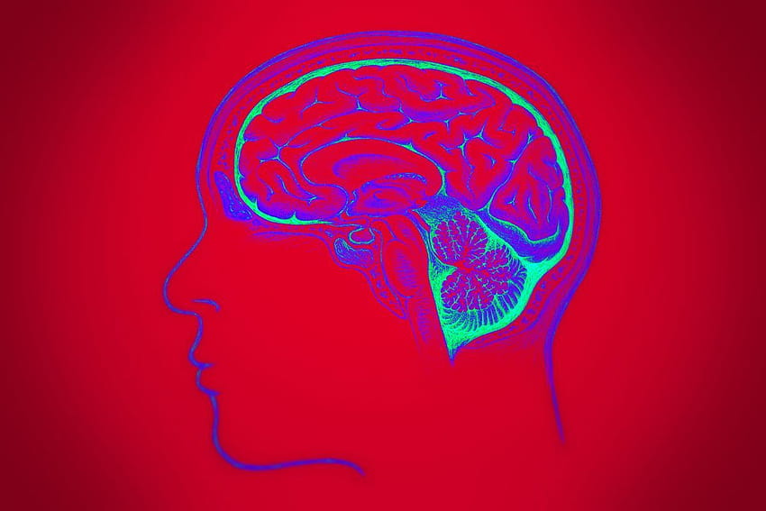 Human Brain 36892 HD wallpaper