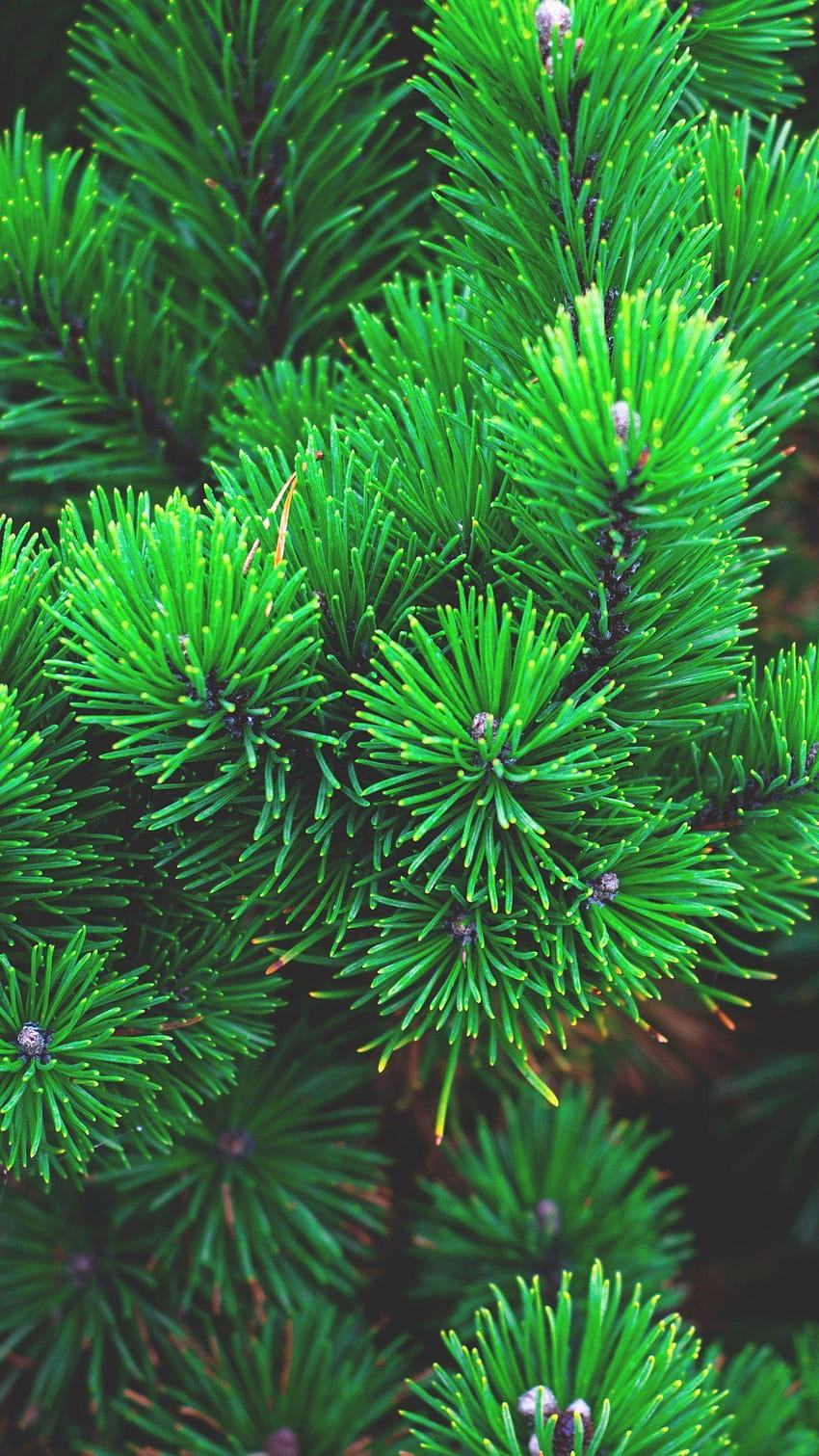 Pine Needles, cool pine HD phone wallpaper
