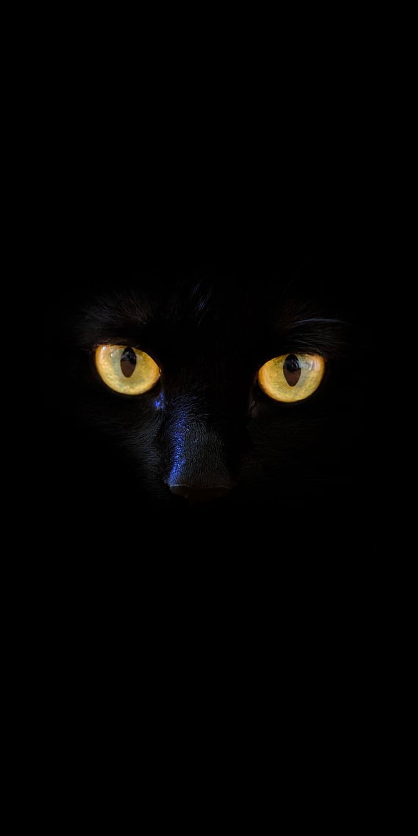 Black cat, yellow eyes, portrait, 1080x2160, yellow cat HD phone wallpaper