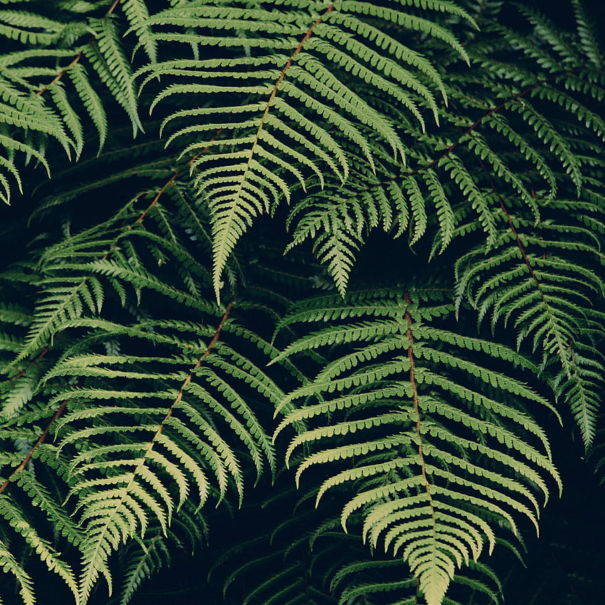 mn06, green fern leaf HD phone wallpaper