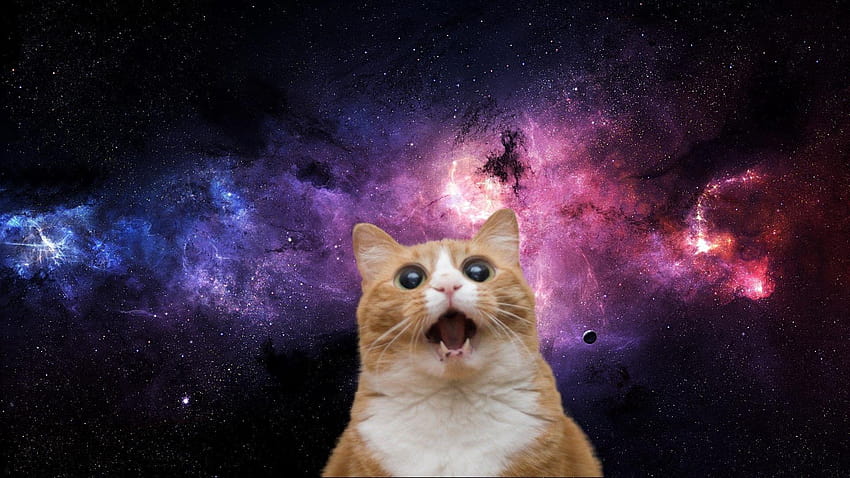 Cats in Space, space cat HD wallpaper