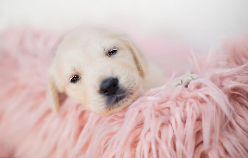 sleep, baby, blanket, puppy , section собаки, pink puppy HD wallpaper