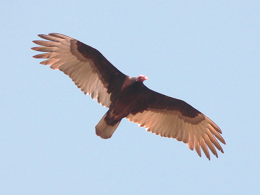 Wildlife moment: Yakima a great summer home for turkey vultures, vulture in sky HD wallpaper