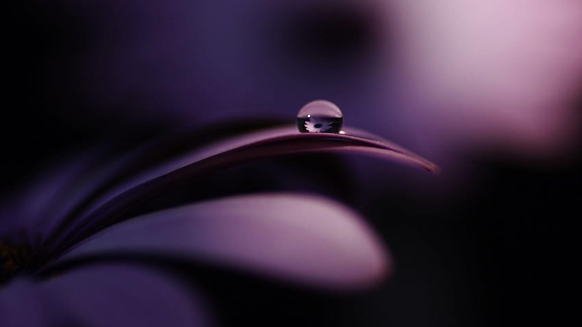 Shallow focus graphy on water droplet, water drop focus HD wallpaper