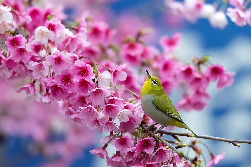 spring cherry branch flowers beauty Japanese blossom bird flower, little bird and flowers HD wallpaper