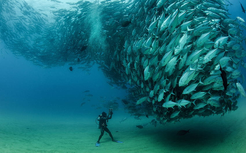 Sardines, fish underwater, diver, Cabo Pulmo National Park HD wallpaper