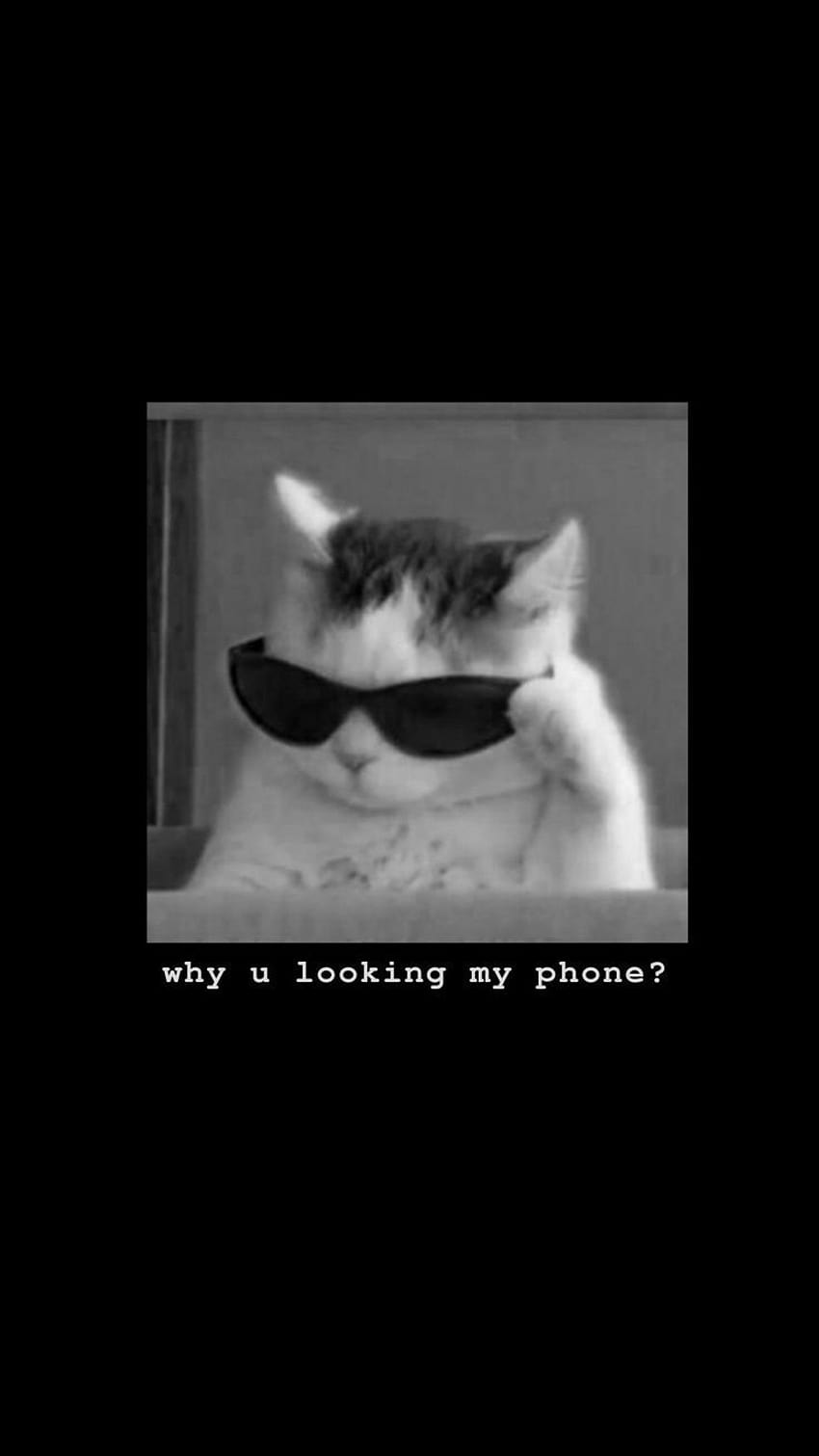 Sassy , Komik kedi , Kedi , kedi telefon estetiği HD telefon duvar kağıdı