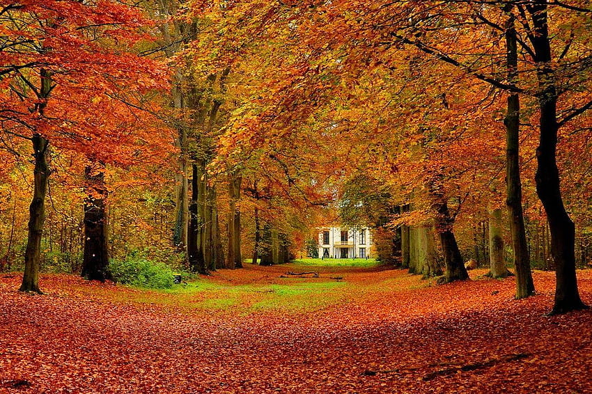 Forests: Autumn Peaceful Place Path Fall Forest Calmness Park, quiet place HD wallpaper