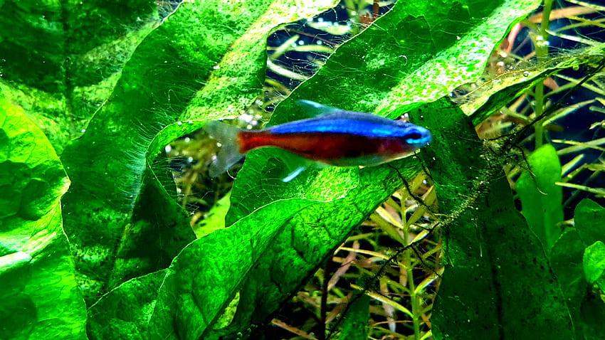 neon tetra fish  Neon tetra fish, Tetra fish, Neon tetra