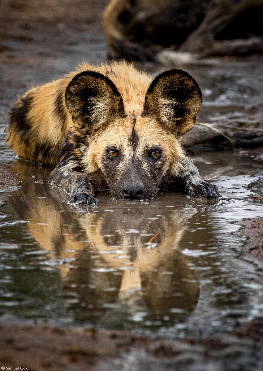 african wild dog desktop background