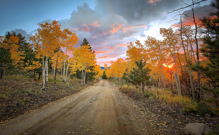 road, Forest, Trees, Autumn, Colorado, Colorado, United, autumn colorado HD wallpaper