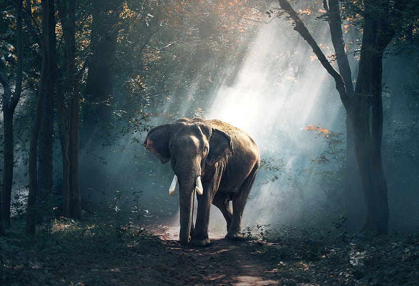 Elefant, Säugetier, Reservat, , Tiere HD-Hintergrundbild
