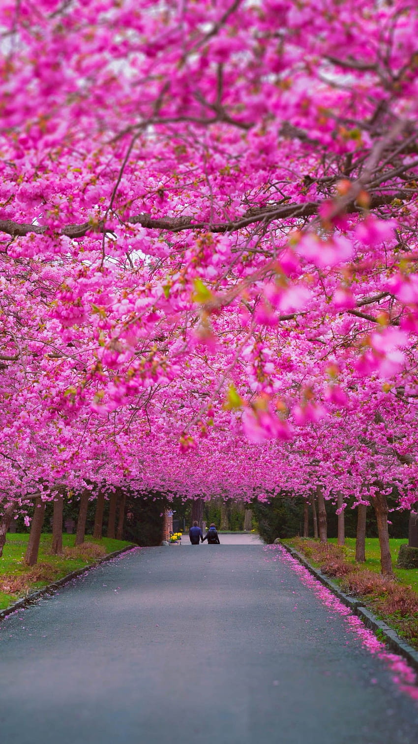 木、桜、春、自然、垂直春 HD電話の壁紙