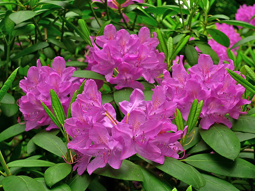 Pink color Flowers Rhododendron Closeup, rhododendron flowers HD wallpaper