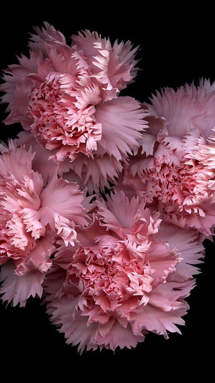 Flowers black backgrounds pink carnations HD wallpapers | Pxfuel