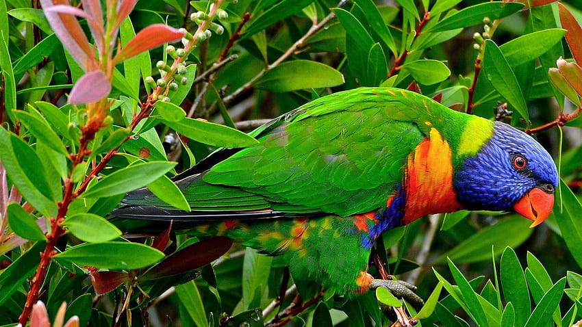 multicolor, Birds, Animals, Tropical, Parrots, Rainbow, Lorikeet, rainbow animals HD wallpaper