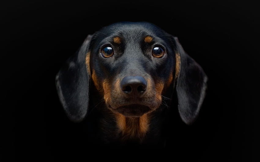 Dackel, Wiener Hunde HD-Hintergrundbild