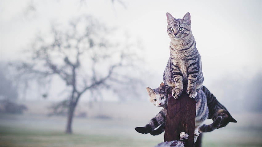 Gray striped cats, fence, fog, morning 1920x1200 , grey striped cat HD wallpaper