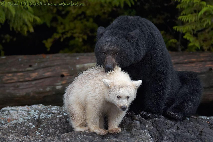 Black mom + WHITE, kermode bear HD wallpaper
