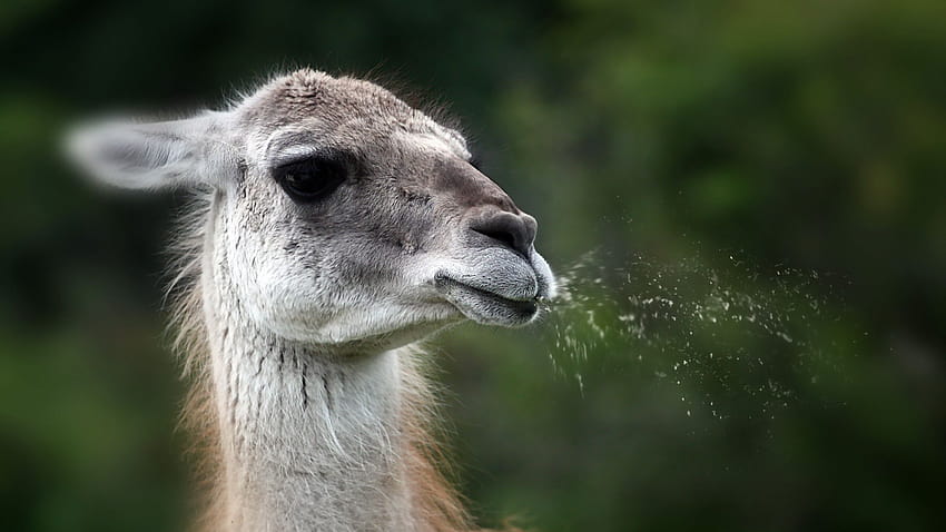 Spitting llama., funny llama HD wallpaper