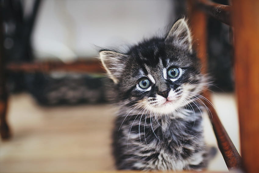 ลูกแมวน้อย แมว สัตว์เลี้ยงลูกด้วยนม สัตว์มีกระดูกสันหลัง แมวขนาดเล็กถึงขนาดกลาง หนวดแมว ลูกแมวสีเทาอ่อนน่ารัก วอลล์เปเปอร์ HD