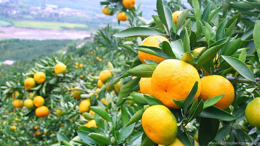 Lemon Tree For ...backgrounds HD wallpaper