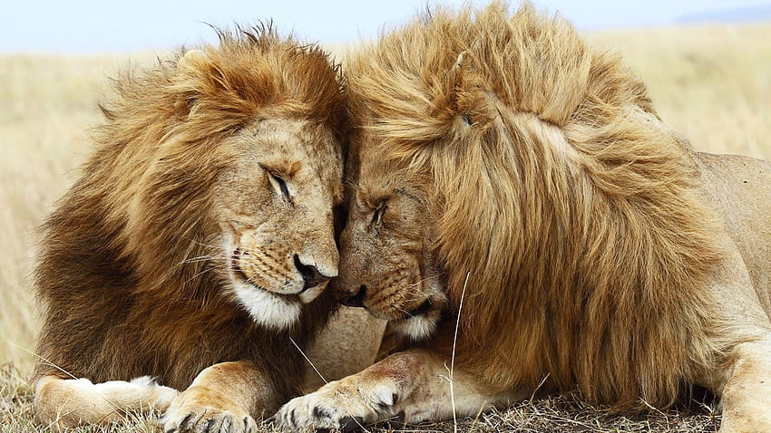 1920x1080 lion, cat, couple, mane, rest Full, full lion HD wallpaper