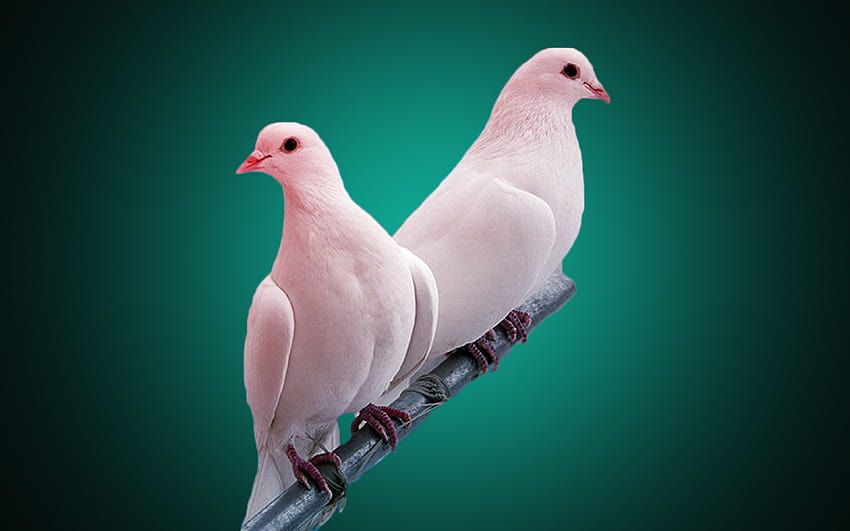 White Pigeon Branch Turquoise Green : 13 HD wallpaper