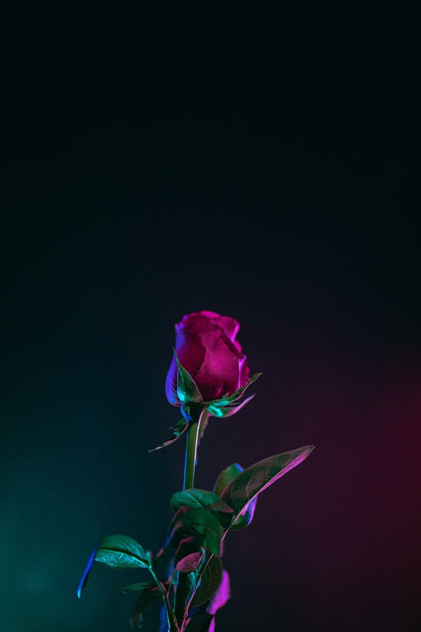 Pink roses with blank space light iPhone HD phone wallpaper  Pxfuel