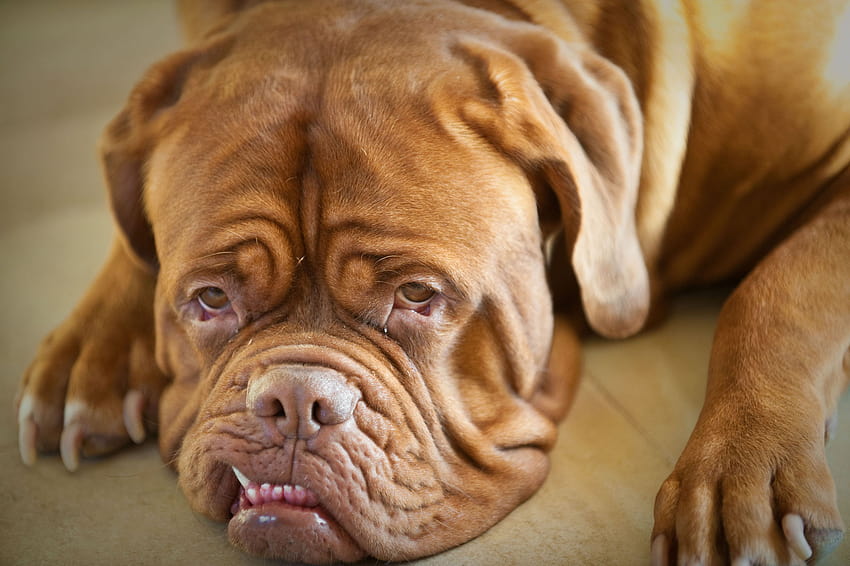 Dogue de Bordeaux Information and French Mastiff [1800x1198] for your , Mobile & Tablet 高画質の壁紙