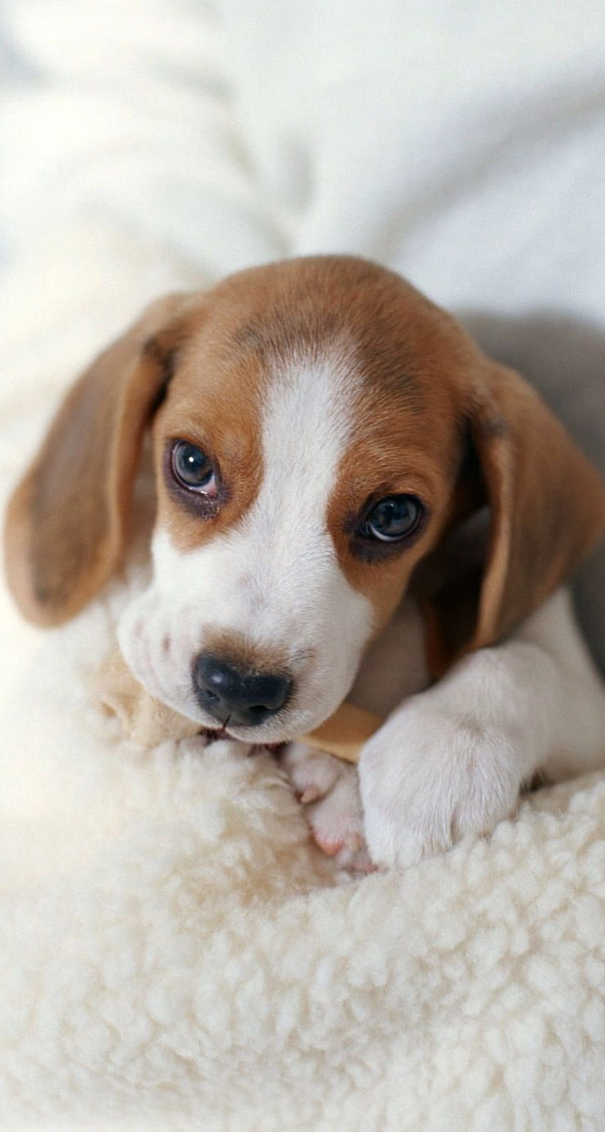 Beagle Puppy posted by Ethan Peltier, beagle android HD phone wallpaper