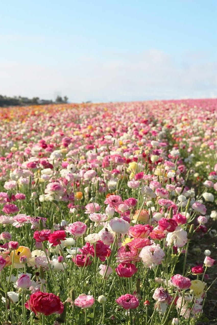 Carlsbad flower fields, Flowers nature ...ar.pinterest, bloomcore aesthetic HD phone wallpaper