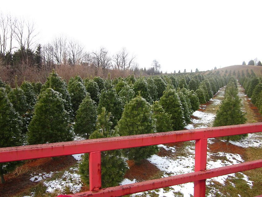 Christmas tree farm HD wallpaper | Pxfuel