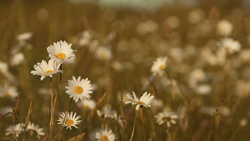 3840x2160 field, meadow, grass, summer, flowers, heat, color, daisies u 16:9 backgrounds, flower daisy HD wallpaper