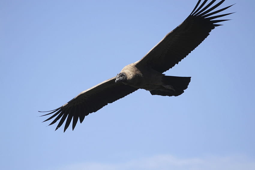 Flying Andean Condor and ...bird HD wallpaper