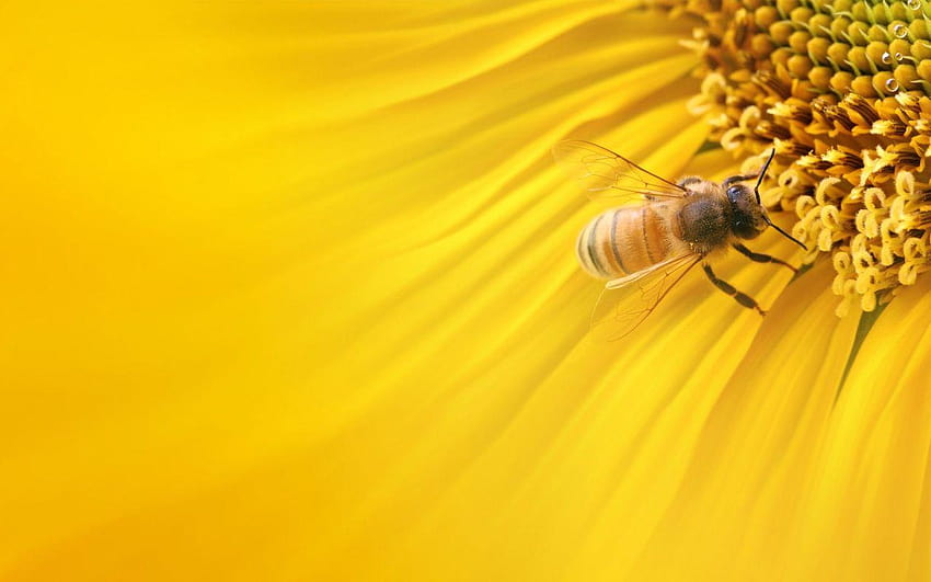 Abelha de mel de flores, fundo de abelha papel de parede HD