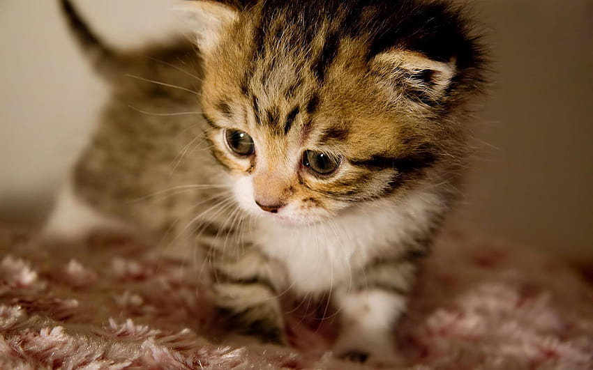 Baby Kittens, newborn kittens HD wallpaper