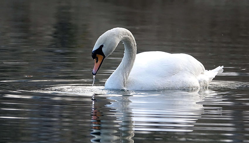 3089587 lake, mirroring, noble, swan, water, water bird, white, white swan on the lake HD wallpaper