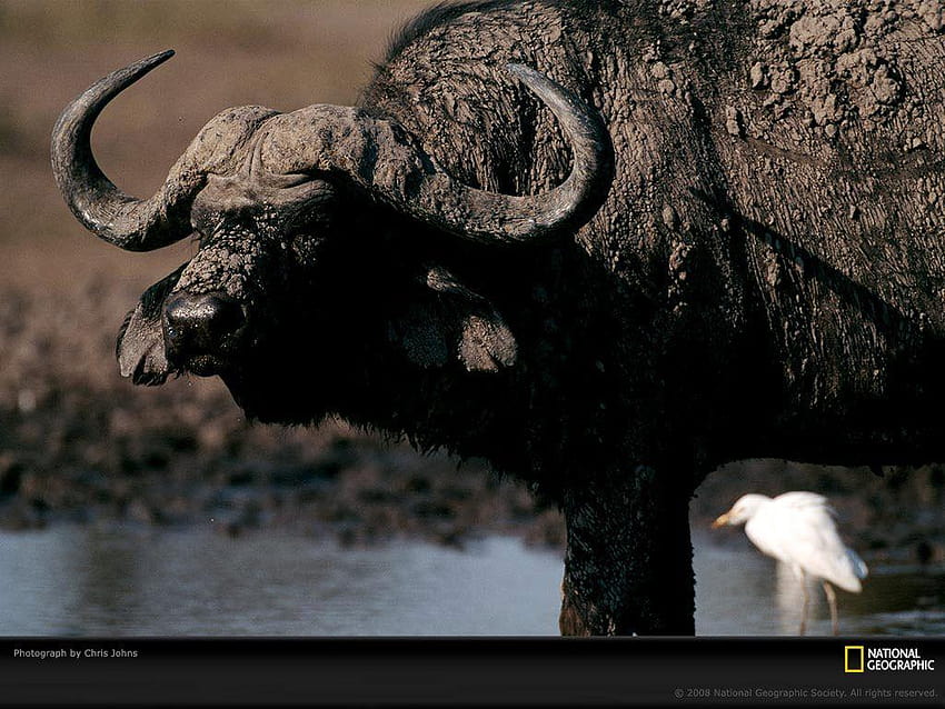 Cape Buffalo , Cape Buffalo , water buffalo HD wallpaper
