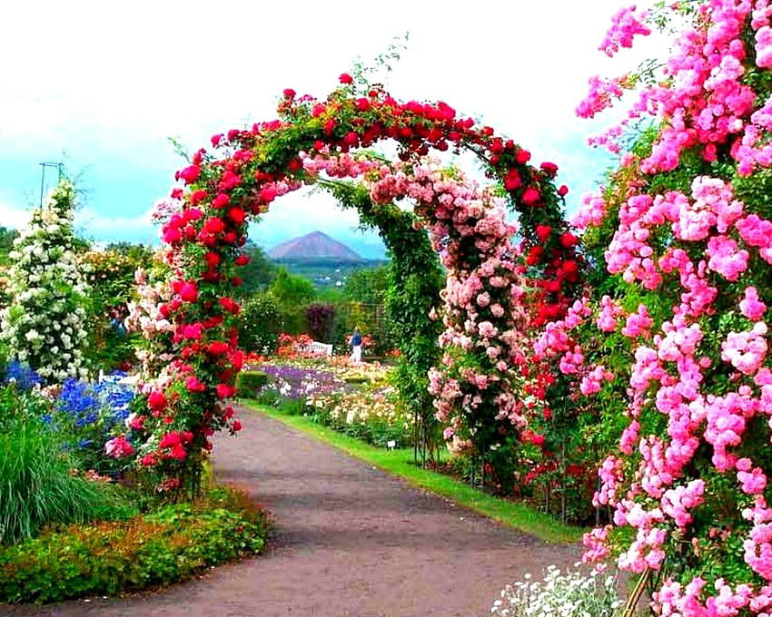 Beau jardin fleurs chemin arche fleur, belle roseraie Fond d'écran HD
