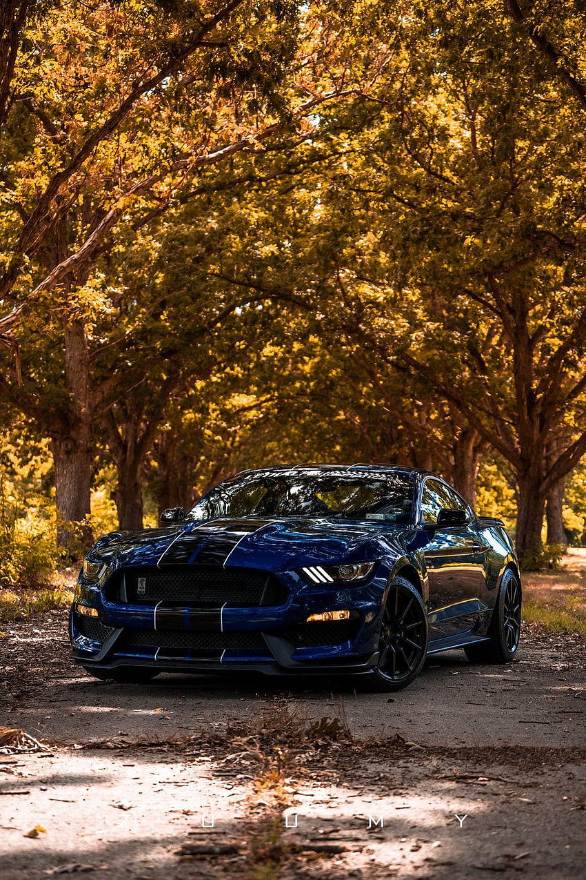 Download Majestic Ford Mustang Shelby GT350 on the Open Road Wallpaper |  Wallpapers.com