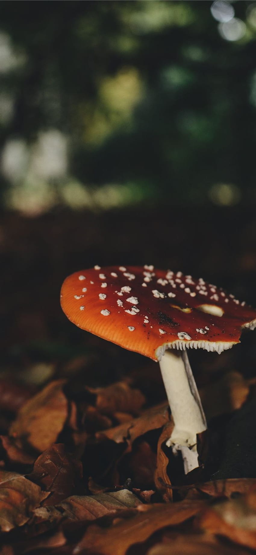 brown and white mushroom beside dried leaves iPhone 11, aesthetic mushrooms HD phone wallpaper