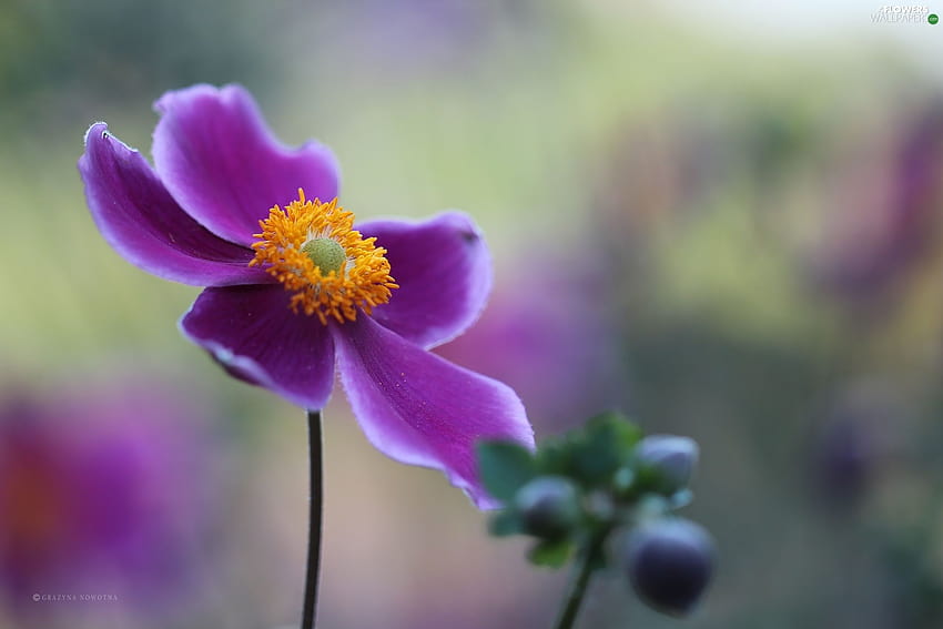 Fleurs colorées, anémone japonaise, violette, fleur d'anémone Fond d'écran HD
