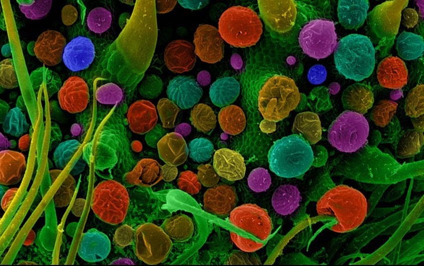 mikroskopis, Makro, Berwarna-warni, Miniatur, Ganja, Sains, Kimia, Berwarna / dan Seluler &, mikroskop Wallpaper HD
