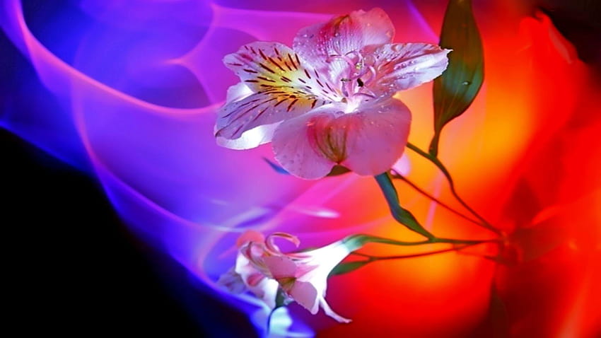 Top 51 3d Flower, love nachural HD wallpaper | Pxfuel