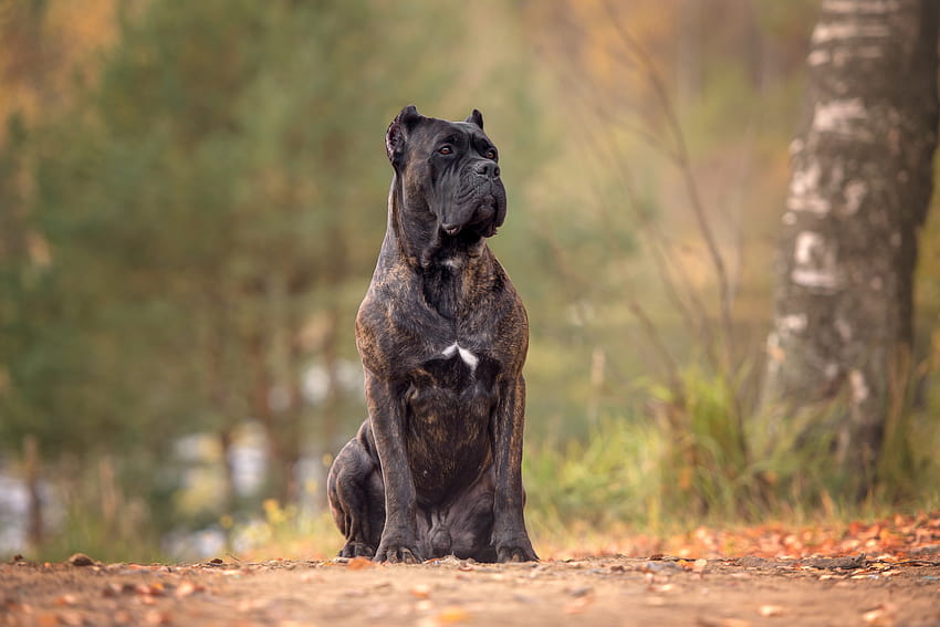 Cane Corso-Hunde HD-Hintergrundbild