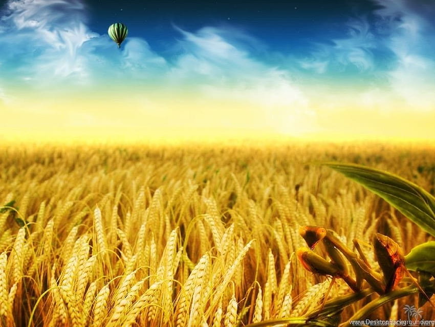 Pins For: Yellow Rice Field ...backgrounds HD wallpaper