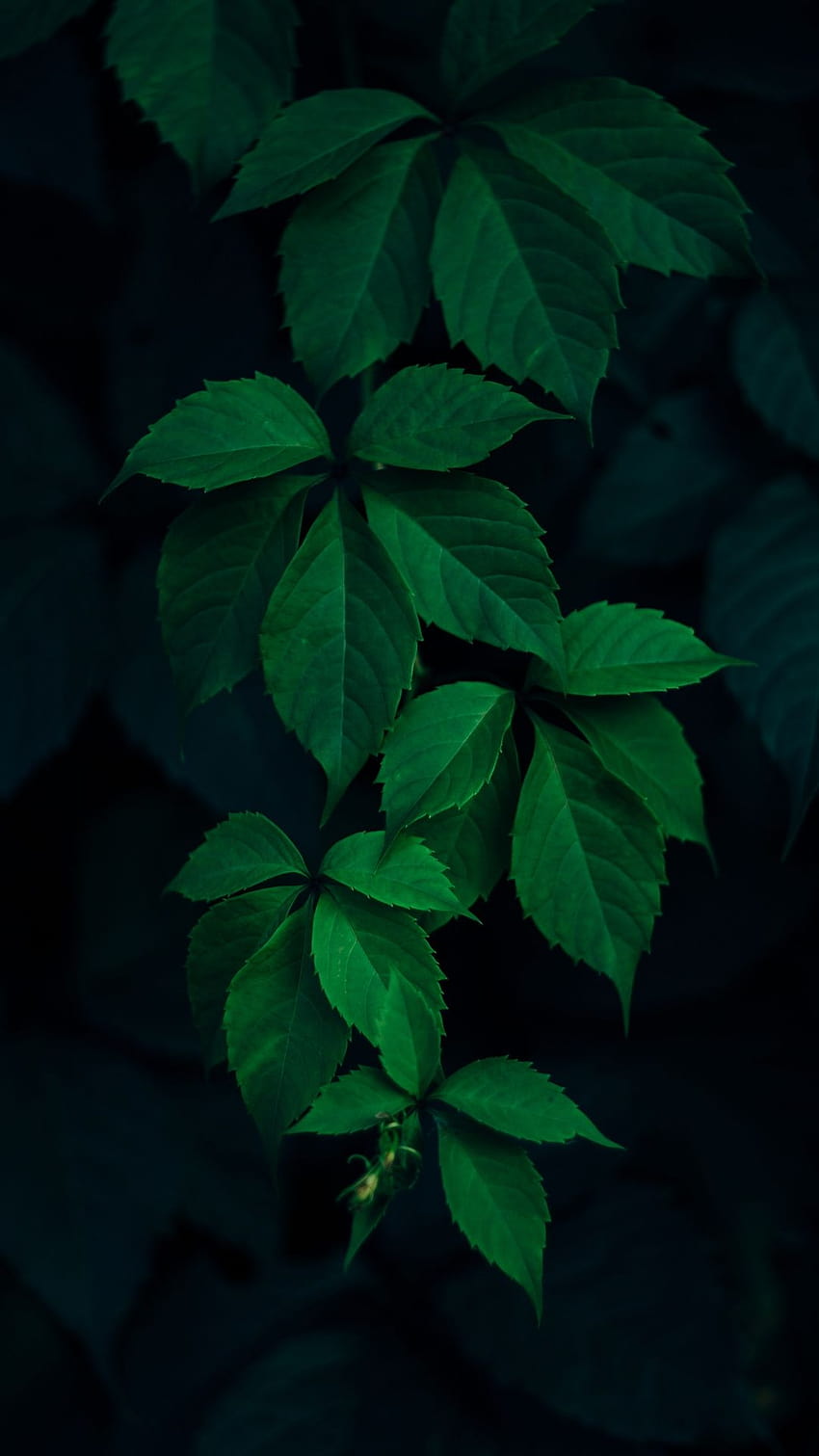 잎 녹색 가지 짙은 녹색 amoled HD 전화 배경 화면