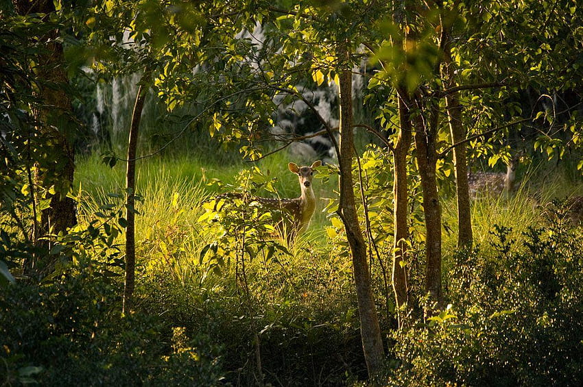 Бангладеш и Западен Бенгал, национален парк Sunderbans HD тапет