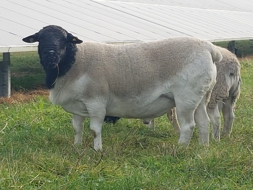 Dorper-Schafe HD-Hintergrundbild